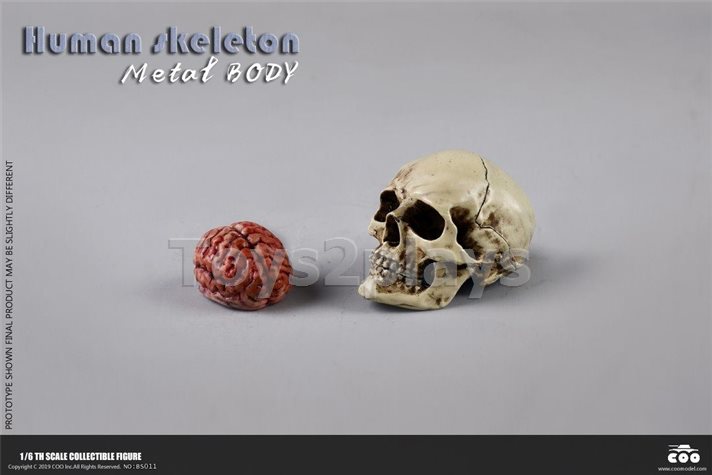 COOMODEL NO.BS011 1/6 THE HUMAN SKELETON (DIECAST ALLOY)