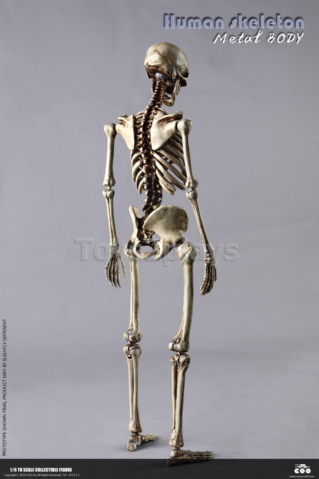 COOMODEL NO.BS011 1/6 THE HUMAN SKELETON (DIECAST ALLOY)