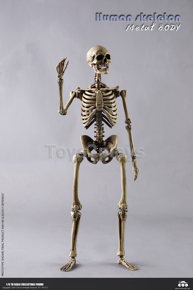 COOMODEL NO.BS011 1/6 THE HUMAN SKELETON (DIECAST ALLOY)