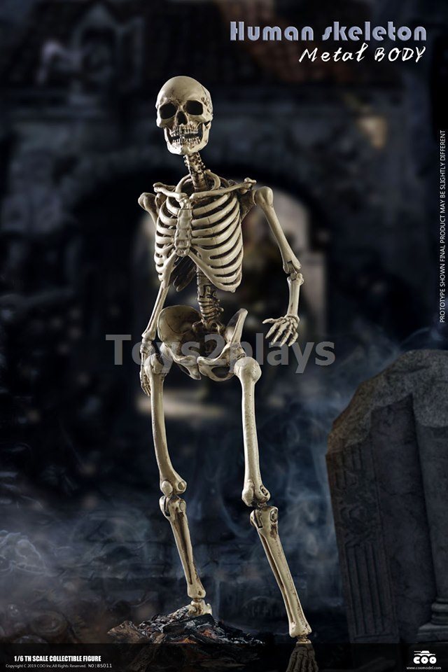 COOMODEL NO.BS011 1/6 THE HUMAN SKELETON (DIECAST ALLOY)
