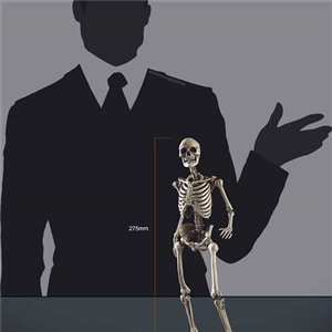 COOMODEL NO.BS011 1/6 THE HUMAN SKELETON (DIECAST ALLOY)